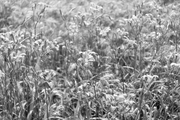 Gündüz çiçekleri. Turuncu gün çiçekleri güneş altında büyüyor. Doğada günlük Hemerocallis çiçeği. Yaz doğası. Çiçek açan bitkinin canlı infloresanları. Gündüz çiçekleri. Doğa güzelliği.