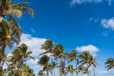 Tropik yaz tatili. Egzotik doğa. Palmiye ağacı. Miami güney sahilinde yaz tatili. Kaliforniya palmiyesi. Miami 'de tropik bir sahil. Palmiye ağacıyla tropik bir açık hava sahnesi. Yükselen palmiye örtüsü.