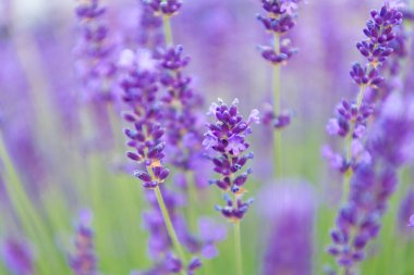 Mor lavanta doğada çiçek açar. Doğanın bileşimi. Çiçek açan yaz çiçekleri. Çiçek tarlası. Lavanta tarlası. Yazın lavanta çiçeği. France Provence sahasında. Lavanta yağı.