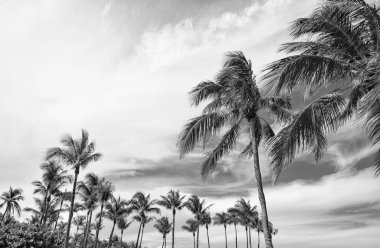 Palmiye ağacı. Miami, Florida 'da yaz tatili. Kaliforniya palmiyesi. Miami 'de tropik bir sahil. Gökyüzü ve palmiye ağacıyla tropik bir manzara. Tropik yaz tatili. Egzotik doğa vahası.