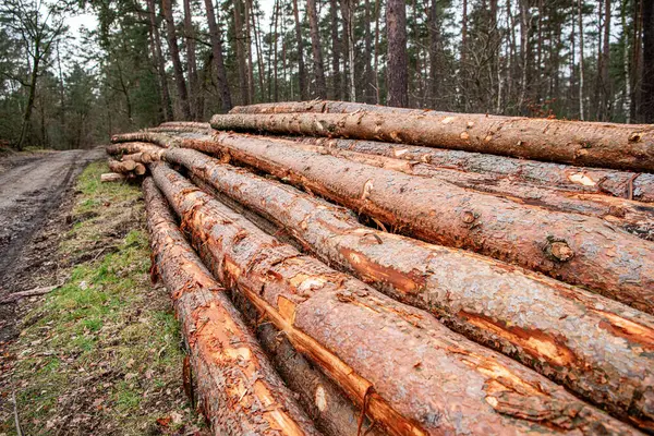 Ağaç kesiyorum. Tarım ve ormancılık. Çam ağacı gövdesi. Kereste deposu. Ahşap kereste malzemesi. Yumuşak kereste. Biyolojik çeşitlilik kaybı. Çevresel sorunlar. Kereste günlüğü.