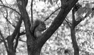Kemirgen hayvan faunası. Sciurus kemirgen hayvanıyla sonbahar sahnesi. Vahşi yaşam doğası. Ormandaki gri sincap. Doğu gri sincabı dışarıda. Vahşi bir hayvan. Ağaçtaki sincap. Kemirgen davranışı.