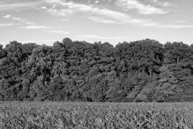 Orman ekosistemi ve sağlıklı çevre. Yeşil doğa. Yeşillik ormanda büyüyen ağaç. Doğa manzarası. Yazın ormanın manzarası. Vahşi doğa. Yazın orman doğası.