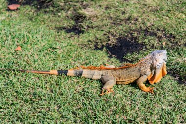 Doğadaki sürüngen hayvan. Vahşi yaşam hayvanat bahçesi ormanda. Tropikal ormanda iguana kertenkelesi. Amerikan iguana otçul kertenkelesi. Egzotik iguana sürüngeni. Egzotik hayvan. Vahşi yaşam hayvanı. Büyük iguana kuyruğu.