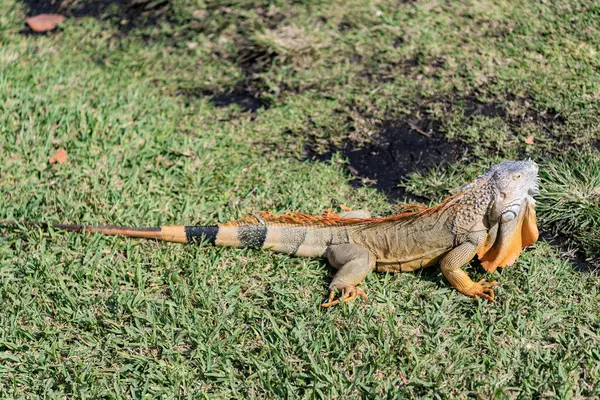 Doğadaki sürüngen hayvan. Vahşi yaşam hayvanat bahçesi ormanda. Tropikal ormanda iguana kertenkelesi. Amerikan iguana otçul kertenkelesi. Egzotik iguana sürüngeni. Egzotik hayvan. Vahşi yaşam hayvanı. Büyük iguana kuyruğu.