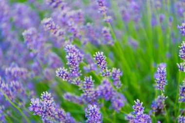 Yazın lavanta çiçeği. France Provence sahasında. Mor lavanta çiçeği. Doğanın bileşimi. Çiçek açan yaz çiçekleri. Çiçek tarlası. Lavanta tarlası. Çiçekli lavanta. Manzara çayırı.
