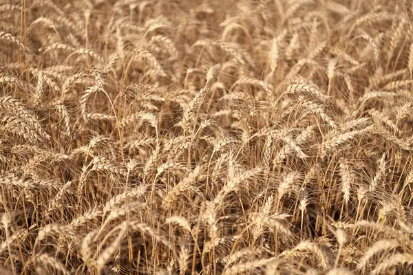 Olgun buğday hasadı. Tarım ve tarım. Arpa kulaklı çivi. Tarla ekimi tarlası. Kırsal kesimde buğday uçuşuyordu. Tarım arazisi. Kırsal alanda mahsul. Yetiştirme işi. Erken hasat