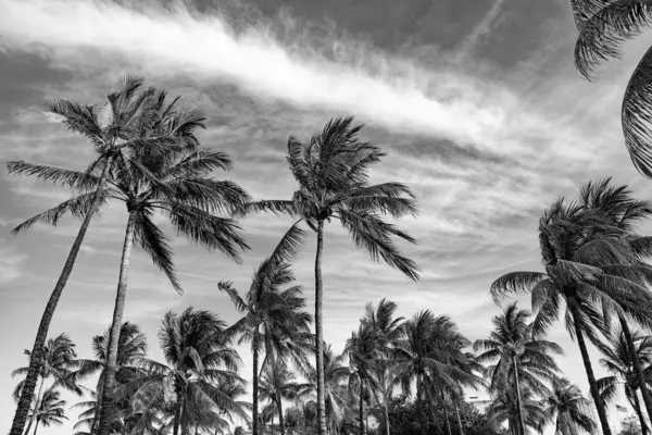 Miami 'de tropik bir sahil. Palmiye ağacıyla tropik bir açık hava sahnesi. Tropik yaz tatili. Egzotik doğa. Palmiye ağacı. Miami, Florida 'da yaz tatili. Kaliforniya palmiyesi. Yaz cenneti.