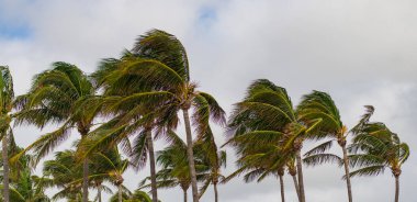 Kasırgada palmiye ağacı. Miami 'de tropik bir sahil. Palmiye ağacıyla tropik rüzgarlı hava. Güçlü rüzgar. Egzotik doğa. Tropik palmiye koruluğu. Rüzgarlı havada palmiye ağacı. Florida Kasırgası.