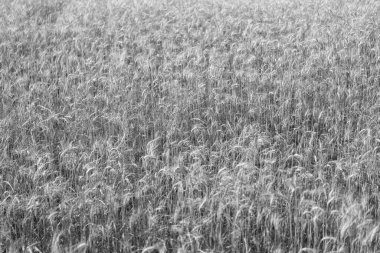 Buğday tarlası. Altın buğday tarlası. Altın buğday arka planda kulaklar. Tarımsal tarla manzarası, buğday manzarası, güzel bir yaz manzarası. Ekin tarlası. Tahıl hasadı. Altın çivi. Ürün verimi.