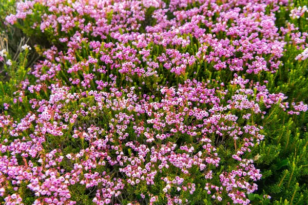 Pembe dağ keneviri çiçeği. Doğada dağ keneviri çiçeğinin kır çiçeği olan bir çayır. Yaz doğası. Çiçek açan bitki. Doğada çiçek. Çiçek açan fundalık..