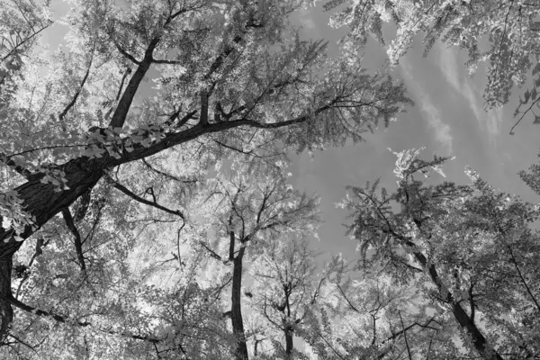 Doğanın güzelliği. Sonbahar manzarası. Sonbahar ormanlarında sarı yapraklar. Sonbahar doğa sahnesi. Orman ağacı tepesi. Sonbaharda ağaç tepesi. Sonbahar ormanındaki ağaç. Sonbahar festivalleri.