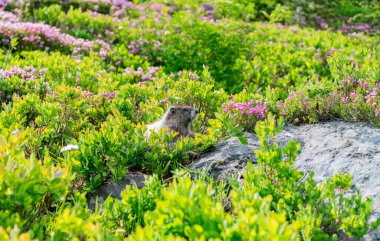 Kemirgen dağ sıçanı hayvanı. Vahşi yaşam doğası. Marmot capybara. Dağ sıçanı vahşi dağ sıçanı. Dağ kemirgeni. Capybara açık havada. Hayvanat bahçesindeki vahşi hayvan. Parktaki dağ sıçanı. Kemirgen hayvan dağ sıçanı..