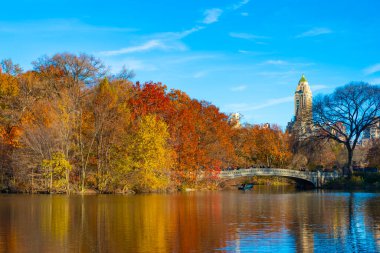 Sonbahar manzarası. Central Park göletinde kürek çeken insanlar. Sonbaharda Central Park 'ta renkli devrilmiş ağaçlar. Sonbahar doğası. New York City Central Park 'ta gölde teknesi var. Gapstow Köprüsü.