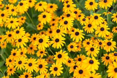 Daisy çiçeği. Bahçede çiçek açan papatya. Açık hava çiçekleri. Sarı papatya çiçeği. Doğal çiçek bitkisi. Flora Doğa. Sarı çiçek arka planı. Çiçekli sarı arka plan.