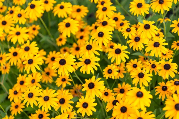 Daisy çiçeği. Bahçede çiçek açan papatya. Açık hava çiçekleri. Sarı papatya çiçeği. Doğal çiçek bitkisi. Flora Doğa. Sarı çiçek arka planı. Çiçekli sarı arka plan.