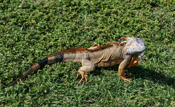 Tropikal ormanda iguana kertenkelesi. Vahşi iguana kertenkelesi. Egzotik iguana sürüngeni. Egzotik sürüngen hayvanı. Vahşi yaşam hayvanı. Doğadaki sürüngen hayvan. Vahşi yaşam hayvanat bahçesi ormanda. Tropikal iguana habitatı.