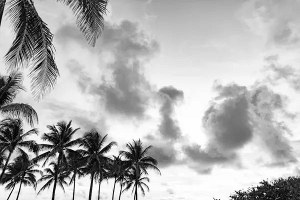 Kaliforniya palmiyesi. Miami 'de tropik bir sahil. Palmiye ağacıyla tropik bir açık hava sahnesi. Tropik yaz tatili. Egzotik doğa. Palmiye ağacı. Miami, Florida 'da yaz tatili. Gün batımı gökyüzü.