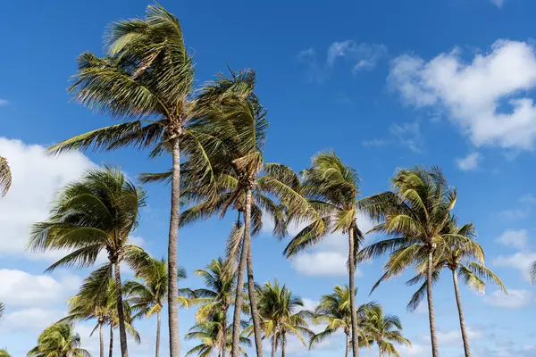 Florida Kasırgası. Kasırgada palmiye ağacı. Miami 'de tropik bir sahil. Palmiye ağacıyla tropik rüzgarlı hava. Güçlü rüzgar. Egzotik doğa. Rüzgarlı havada palmiye ağacı. Sallanan palmiye ağaçları.