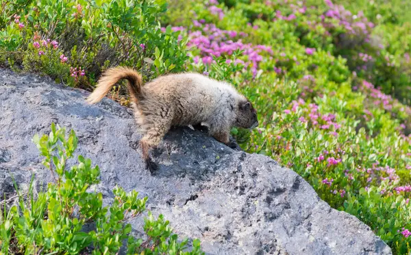 Dağ kemirgeni. Capybara açık havada. Hayvanat bahçesindeki vahşi hayvan. Parktaki dağ sıçanı. Kemirgen hayvan dağ sıçanı. Kemirgen dağ sıçanı hayvanı. Vahşi yaşam doğası. Marmot capybara. Dağ sıçanı vahşi dağ sıçanı. Marmot yaşam alanı.