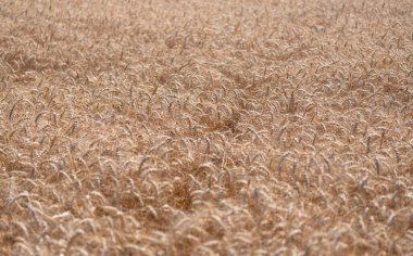 Ekin tarlası. Tohum olgunlaşmış doğa arka planı. Altın mahsul ve buğday kulağı. Yazın çavdar tarlası olan tarım arazisi. Tarım buğday tarlası. Bir tarım çiftliğinde tarla. Çiftçilik. Ürün verimi.