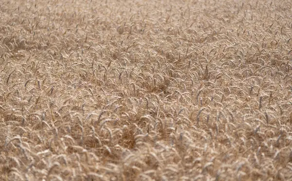 Ekin tarlası. Tohum olgunlaşmış doğa arka planı. Altın mahsul ve buğday kulağı. Yazın çavdar tarlası olan tarım arazisi. Tarım buğday tarlası. Bir tarım çiftliğinde tarla. Çiftçilik. Ürün verimi.