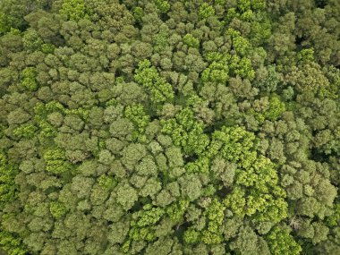 Yağmur ormanlarının ekosistemi ve sağlıklı bir çevre. Yeşil ağaç ormanının arka planı. Ormanda yaz yeşili ağacı. Tropik yeşil ormanın doğal manzarası. Gökyüzü manzaralı orman ağacı.