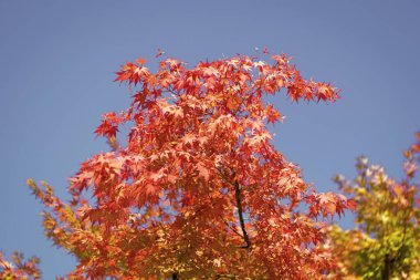 Sonbahar ağacı. Sonbahar sezonunda doğa. Sonbahar güneşli bir gün. Ağaçta mevsimlik yapraklar. Doğal sonbahar yaprakları. Doğanın sonbahar güzelliği. Sonbahar mevsimi doğası. Akçaağaç yaprakları dökülüyor. Soğuk sonbahar havası.