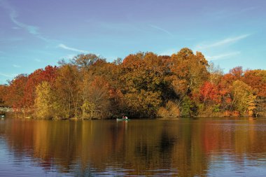Central Park göletinde kürek çeken insanlar. Sonbaharda Central Park 'ta renkli devrilmiş ağaçlar. Sonbahar doğası. New York City Central Park 'ta gölde teknesi var. Sonbahar manzarası. Bir tekne kirala..