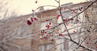 Frosty Rowan ile kış mevsimi, kopyalama uzayı. Kış doğası ve soğuk böğürtlenler. Doğada kış dondurucu soğuk böğürtlenler. Seçici odaklanma. Kış doğasının güzelliği. Dışarıda kırmızı buzlu meyveler var.
