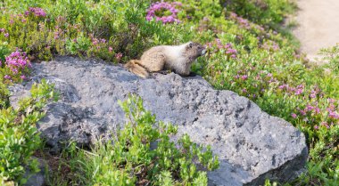 Marmot capybara. Dağ sıçanı vahşi dağ sıçanı. Dağ kemirgeni. Capybara açık havada. Hayvanat bahçesindeki vahşi hayvan. Parktaki dağ sıçanı. Kemirgen hayvan dağ sıçanı. Kemirgen dağ sıçanı hayvanı. Vahşi yaşam doğası. Hayvanat bahçesi.