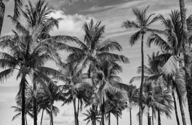 Tropik yaz tatili. Egzotik doğa. Palmiye ağacı. Miami güney sahilinde yaz tatili. Kaliforniya palmiyesi. Miami 'de tropik bir sahil. Palmiye ağacıyla tropik bir açık hava sahnesi. Lüks tatil köyü.