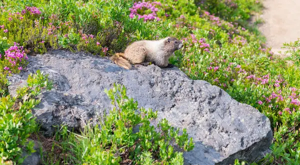 Marmot capybara. Dağ sıçanı vahşi dağ sıçanı. Dağ kemirgeni. Capybara açık havada. Hayvanat bahçesindeki vahşi hayvan. Parktaki dağ sıçanı. Kemirgen hayvan dağ sıçanı. Kemirgen dağ sıçanı hayvanı. Vahşi yaşam doğası. Hayvanat bahçesi.