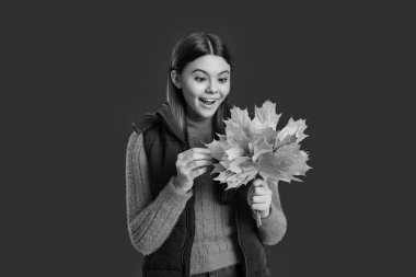 Sonbahar modası. Sonbahar sezonu. Sonbahar yaprakları ve kırmızıda izole edilmiş mutlu genç kız. Genç kız sonbahar akçaağaç yaprağını tutuyor. Düşen yapraklar. Sonbahar tarzı akçaağaç yapraklı bir kız. Bu ne sürpriz..