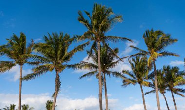 Palmiye ağacı. Miami, Florida 'da yaz tatili. Kaliforniya palmiyesi. Miami 'de tropik bir sahil. Palmiye ağacıyla tropik bir açık hava sahnesi. Tropik yaz tatili. Egzotik doğa.