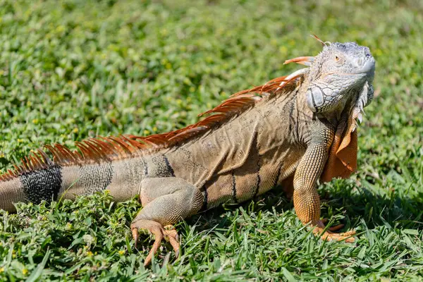 Vahşi yaşam hayvanat bahçesi ormanda. Çimlerin üzerinde iguana kertenkelesi. Amerikan iguana otçul kertenkelesi. Egzotik iguana sürüngeni. Egzotik sürüngen hayvanı. Vahşi yaşam hayvanı. Doğadaki sürüngen hayvan. Güneşlenen iguana.