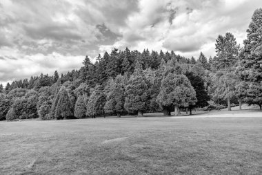 Karışık ormanın doğası. Parktaki çayır manzarası. Yaz parkı doğası. Ormanın manzaralı manzarası. Halk parkı. Ormanın doğası. Yazın yeşil orman manzarası. Manzara ortamı.