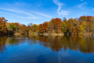 Güzel Central Park. Sonbahar doğa ördeği. Mevsimlik sonbahar manzarası. Park sonbahar manzaralı düşüşü. Sonbaharda Central Park 'ta. Göletteki ördekle sonbahar manzarası. Sonbahar doğa manzarası. Central Park Gölü.