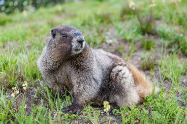 Hayvanat bahçesindeki köstebek. Kemirgen hayvan dağ sıçanı. Kemirgen dağ sıçanı hayvanı. Marmot capybara. Dağ sıçanı vahşi en büyük kemirgen. Dağ kemirgeni. Güney Amerika kapibarası. Vahşi bir hayvan. Rahat Capybara.