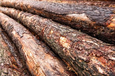 Orman yönetimi. Kereste kesiyorum. Tahta arka plan. Ahşap kütüğün arka planı. Ahşap zemin. Tahta kütük arka planı. Yakacak odun odunu kesiyorum. Kereste istiflenmiş odun.