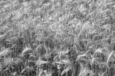 Yaz doğası. Tarladaki çivili buğday taneleri. Çavdar mahsulü kulakları. Tarım işi ve hasat. Yazın çavdar tarlasıyla manzara. Tarım arpası ya da çavdar tarlası. Çavdar üretimi.
