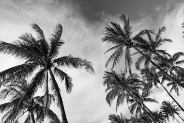 Kaliforniya 'nın palmiye ağacı Miami' de tropikal plajda yaz tatilinde.