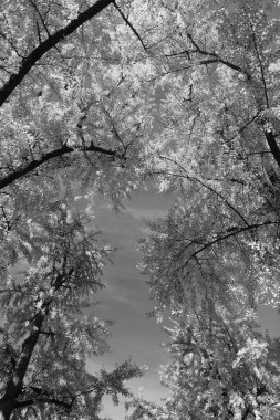 Sonbahar manzarası. Sonbahar ormanlarında sarı yapraklar. Sonbahar doğa sahnesi. Orman ağacı tepesi. Sonbaharda ağaç tepesi. Sonbahar ormanındaki ağaç. Doğanın güzelliği. Hışırdayan yapraklar.