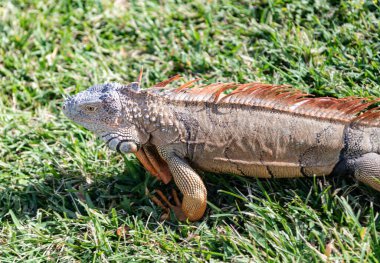 Doğadaki sürüngen hayvan. Vahşi yaşam hayvanat bahçesi ormanda. Tropikal ormanda iguana kertenkelesi. Amerikan iguana otçul kertenkelesi. Egzotik iguana sürüngeni. Egzotik hayvan. Vahşi yaşam hayvanı. Büyük iguana kuyruğu.
