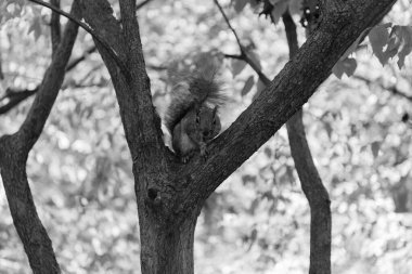Sciurus kemirgen hayvanıyla sonbahar sahnesi. Vahşi yaşam doğası. Ormandaki gri sincap. Doğu gri sincabı dışarıda. Vahşi bir hayvan. Ağaçtaki sincap. Kemirgen hayvan faunası. Vahşi kemirgenler.