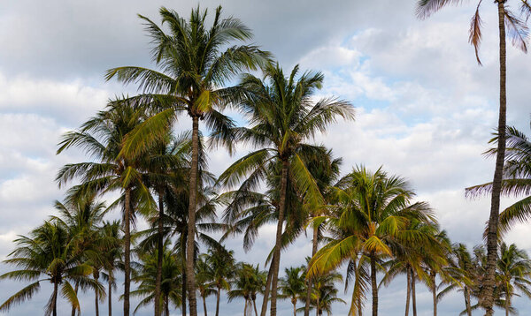 Тропическая сцена на открытом воздухе с пальмой. Летние тропические каникулы. Экзотическая природа. Пальма. Летние каникулы на южном пляже Майами. Пальма-дерево Калифорнии. Тропический пляж в Майами. Пальмовый пляж.