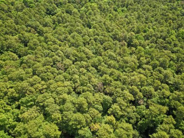 Yeşil ormanın manzarası. Yaz ormanı. Ormanın manzaralı manzarası. Ormanın havadan görünüşü. İlkbaharda yeşil orman manzarası. Doğa manzarası. Doğa koruma.