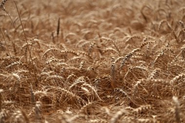 Arpa kulaklı çivi. Tarla ekimi tarlası. Kırsal kesimde buğday uçuşuyordu. Tarımsal ekin tarlası. Yetiştirme işi. Olgun buğday hasadı. Tarım ve tarım. Arpa sağlık yardımları.