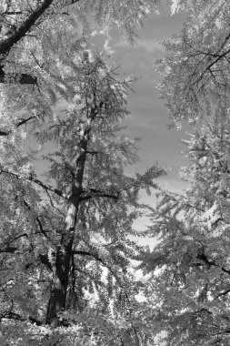 Sonbahar manzarası. Sonbahar ormanlarında sarı yapraklar. Sonbahar doğa sahnesi. Orman ağacı tepesi. Sonbaharda ağaç tepesi. Sonbahar ormanındaki ağaç. Renkli ormanlık alanda muhteşem bir sabah sahnesi.