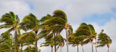 Rüzgarlı havada palmiye ağacı. Florida 'nın güney sahilinde kasırga. Kasırgada palmiye ağacı. Miami 'de tropik bir sahil. Palmiye ağacıyla tropik rüzgarlı hava. Güçlü rüzgar. Egzotik doğa.